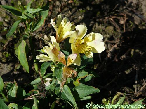 Image Alstroemeria 'Sunlight'