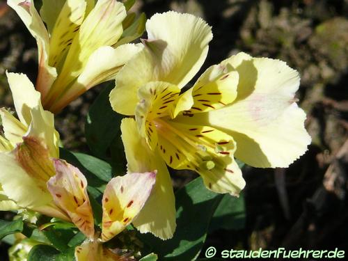 Bild Alstroemeria 'Sunlight'