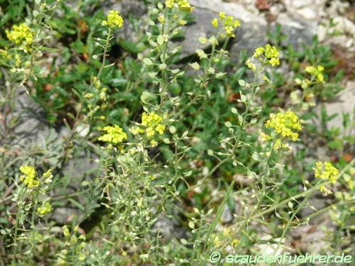 Image Alyssum montanum