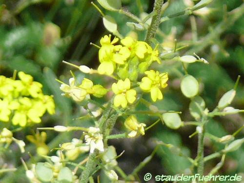 Bild Alyssum montanum