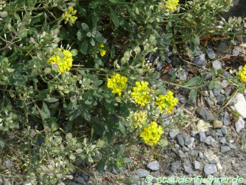 Bild Alyssum wulfenianum