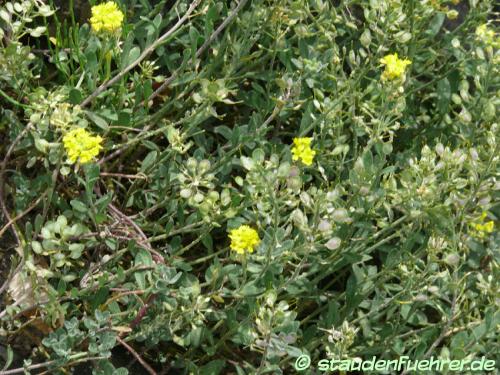 Bild Alyssum wulfenianum