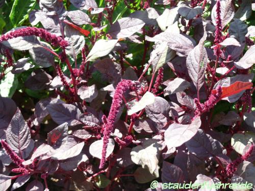 Bild Amaranthus cruentus powellii