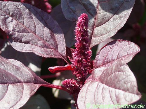 Image Amaranthus cruentus powellii