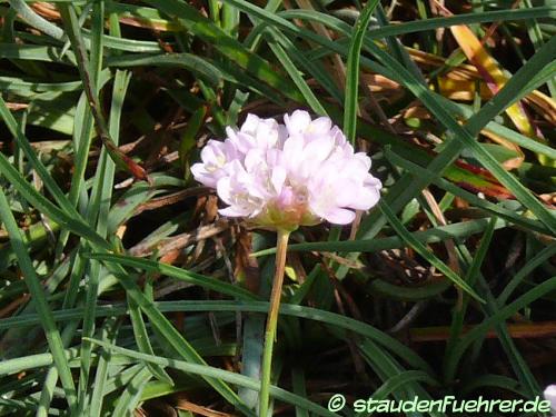 Image Armeria alpina