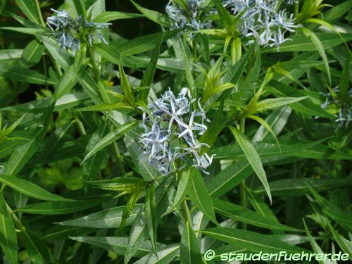 Image Amsonia tabernaemontana