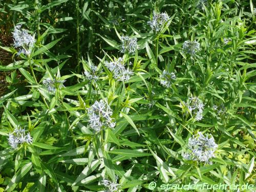 Image Amsonia tabernaemontana