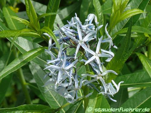 Bild Amsonia tabernaemontana