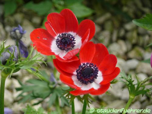 Image Anemone coronaria