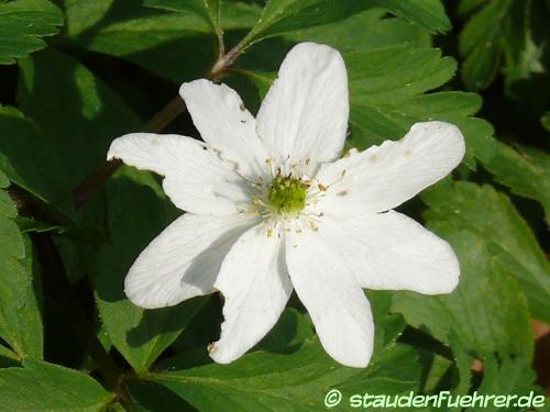 Bild Anemone nemorosa