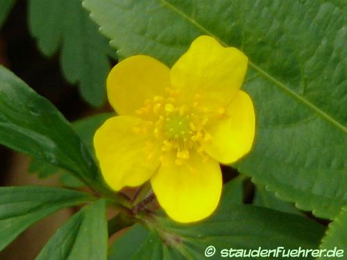 Image Anemone ranunculoides