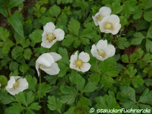 Bild Anemone sylvestris