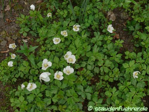 Bild Anemone sylvestris