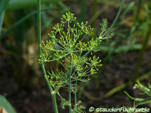 Image Anethum graveolens