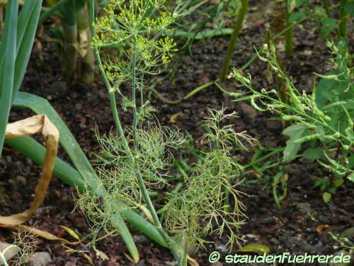 Bild Anethum graveolens