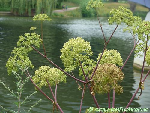 Bild Angelica archangelica