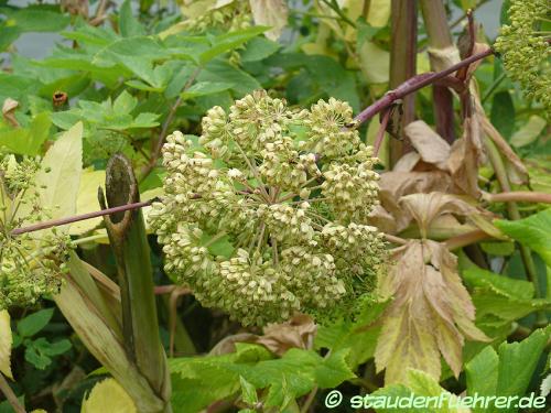 Image Angelica archangelica