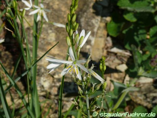 Bild Anthericum liliago