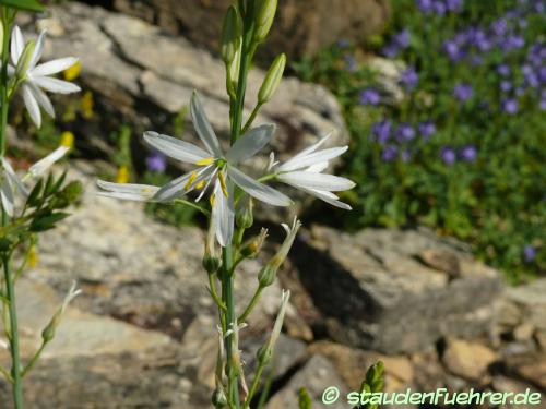 Image Anthericum liliago