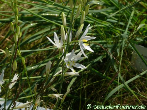 Image Anthericum liliago