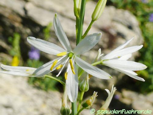 Image Anthericum liliago