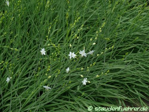 Image Anthericum ramosum