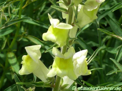 Image Antirrhinum braun-blanquetii 