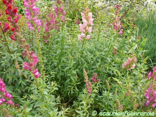 Image Antirrhinum majus