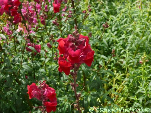 Image Antirrhinum majus
