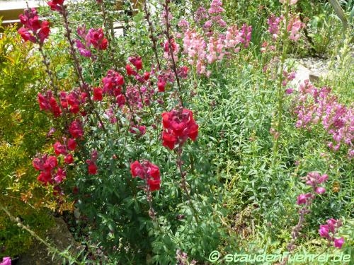 Image Antirrhinum majus