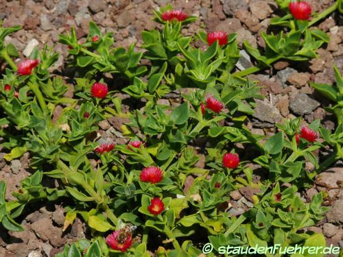 Bild Aptenia cordifolia