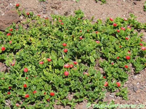 Bild Aptenia cordifolia