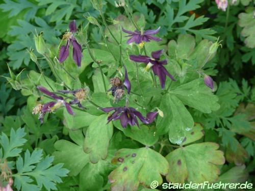 Image Aquilegia Caerulea 'Blue Star'