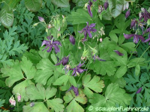 Image Aquilegia Caerulea 'Blue Star'