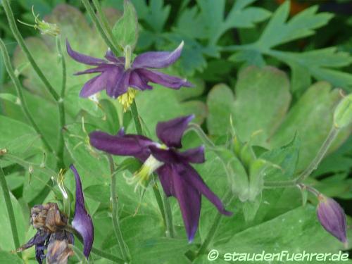 Image Aquilegia Caerulea 'Blue Star'