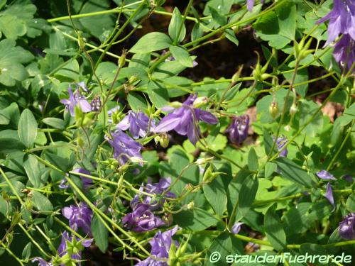 Bild Aquilegia vulgaris