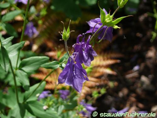 Image Aquilegia vulgaris