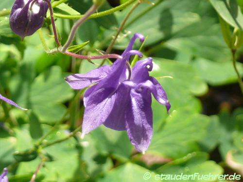 Bild Aquilegia Caerulea 'Blue Star'