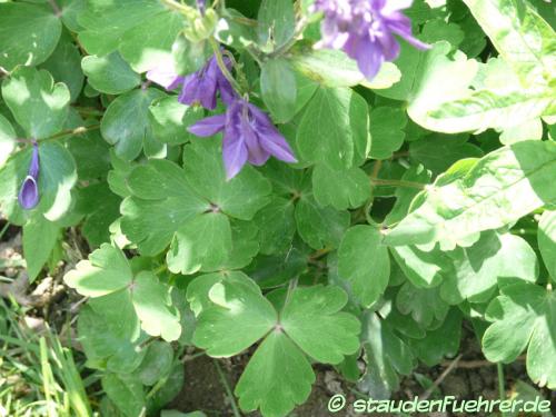 Bild Aquilegia vulgaris