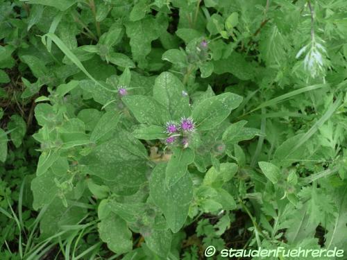 Bild Arctium minus