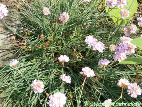 Bild Armeria alpina