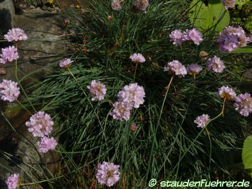 Bild Armeria alpina