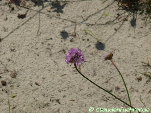 Bild Armeria maritima