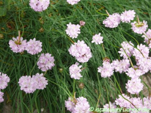 Bild Armeria maritima