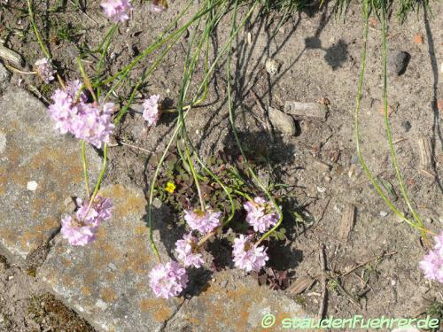 Image Armeria maritima 'Halleri'