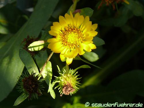 Bild Arnica longifolia