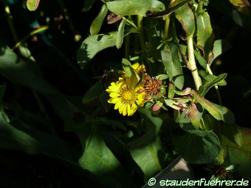 Bild Arnica longifolia