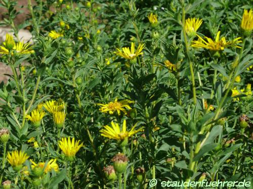 Bild Arnica longifolia