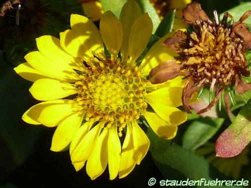 Bild Arnica longifolia