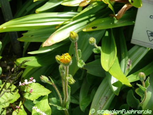 Image Arnica montana